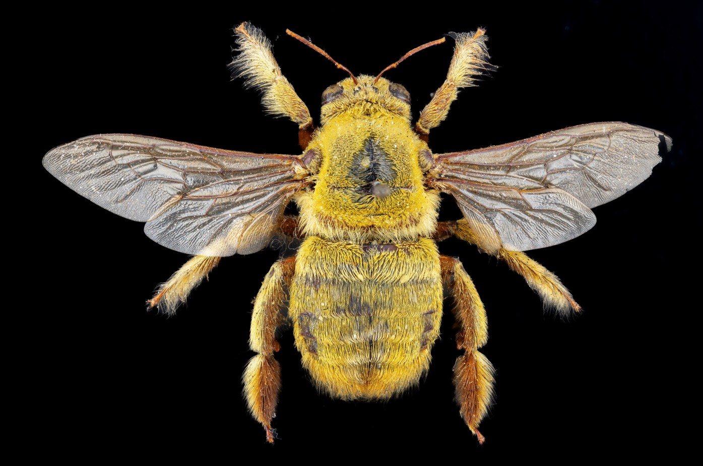 Bee Catch the buzz as BEES: A Story of Survival opens at ROM | Royal